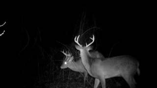 preview picture of video 'deer in south jersey'