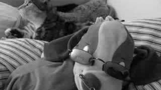 Dirty Pretty Things - Gin &amp; Milk video