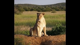 Lizard  Crab Speed, Punch Animal Camera Gadget Steve Leonard Nature Free