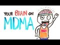 Your Brain On MDMA