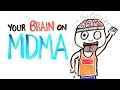 Your Brain On MDMA 