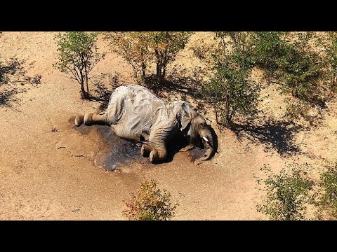In Botswana sterben massenhaft Elefanten, und keiner weiß warum