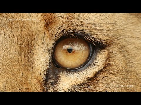 LEO, THOSE BORN BETWEEN JULY 21st  TO AUGUST 20th, WATCH THIS IN TWI VERSION