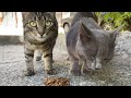 Hungry Gray Cat Tabby Cowardly Cat We Fed The Cat