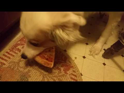 Pizza Dog