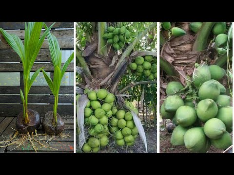 How to Grow Coconut Tree Fast From Seed/Amazing New Agriculture Technology Get more coconut yield