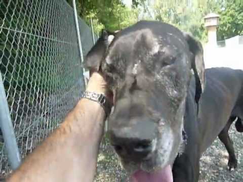 Tierheim Hund Kasim - leider verstorben