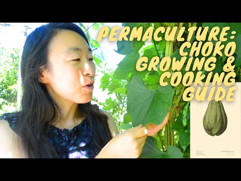 Growing Choko Chayote | Permaculture plant with many uses | Delicious dish feat choko, pumpkin vine