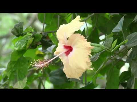 Beautiful Yellow Hibiscus Flowers In The World Beautiful Flowers Amazing Nature Best Relax Music HD