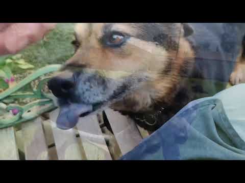 Adopt 7yo Rose Marie