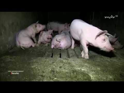 Tierschützer freigesprochen MDR SACHSEN ANHALT HEUTE