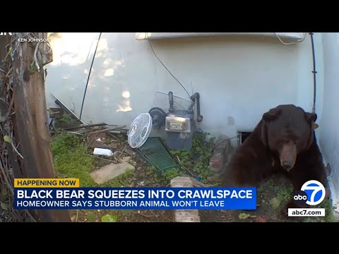 Man finds 500-pound bear living in narrow crawl space underneath home