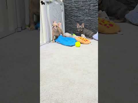 Video 2