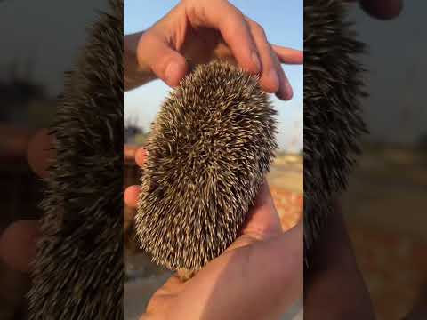 مسكت القنفد أبو شوك بإيدي لأول مره في حياتي 😱💔🫣