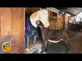 Small Donkey Guides His Blind Horse Friend People Can T Believe It Cuddle Buddies