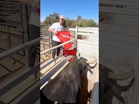 Do Bulls Hate The Color Red?