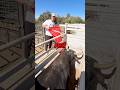 Do Bulls Hate The Color Red?