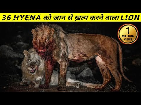 Hyena killer || दुनिया में सबसे ज्यादा हायना को मारने वाला lion || The True Story Of Lion ||