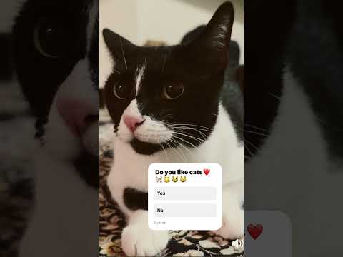 Do you like catssssssssssssssssssssssssssssss