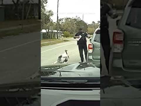 Birds play good cop, bad cop during traffic stop #shorts