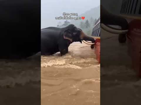 ස්තුතියි එයාට 👍🥹 #viralvideo #love #freesty #freestyledance #animals #freestyle #covermusic