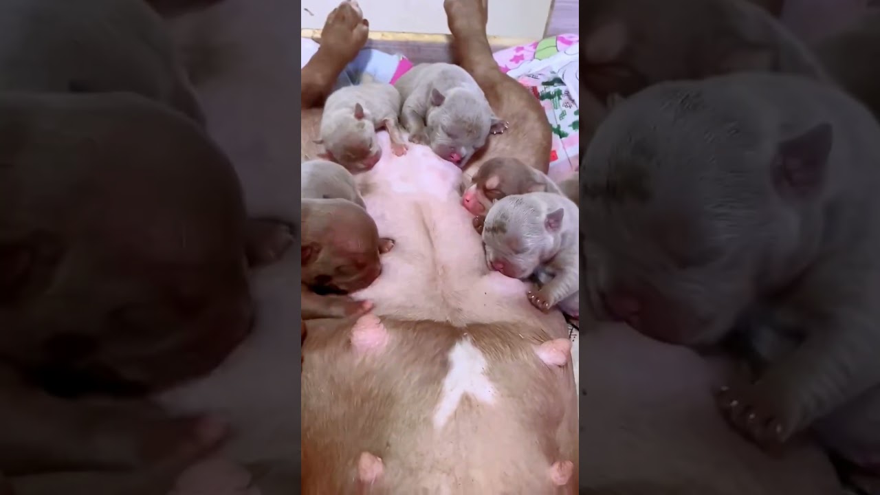 幸せを運ぶ子犬 #KoreaPuppies #JapanDogs