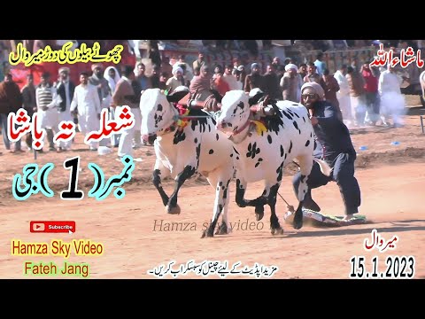 Merwal Jalsa | 15.1.2023 | Bull Race | Hamza Sky video