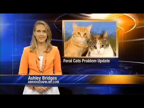Wild Cats Win Aiken Cat Fight