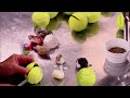 Tennis Balls Cutthroat Kitchen S7 Food Network Asia