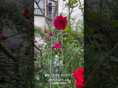 バラの茂みにあるヒルガオを自然に取り除く方法は？この 4 つの動作が彼の最大の敵です。  庭園