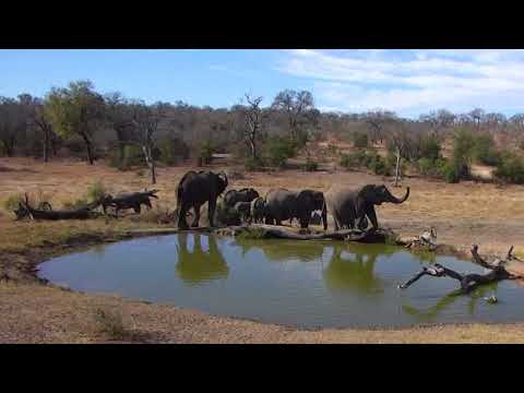 Djuma: Breeding herd of Elephants drinking - 15:10 - 09/10/18