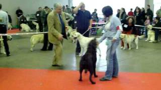 confirmation de labrador