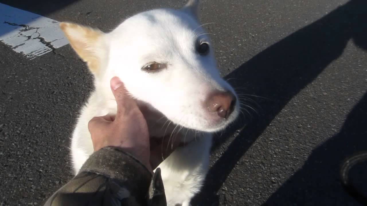 【動画】会いに行けるアイドル！近所の犬たちがかわいい！のサムネイル画像