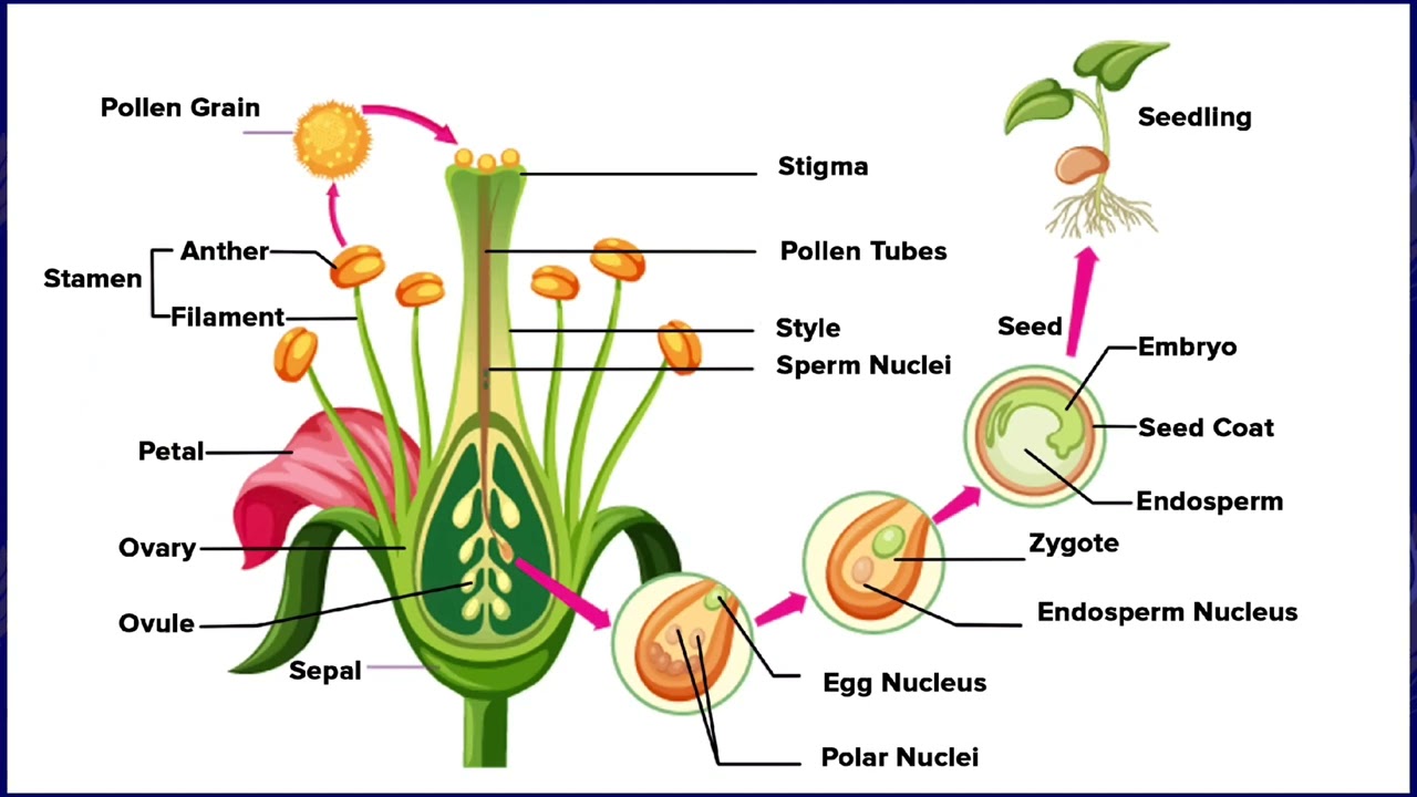 Lesson 17 - Pollination and Fertilization