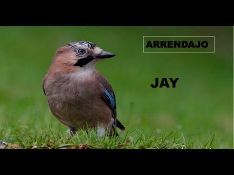 ARRENDAJO COMÚN | JAY | Garrulus glandarius