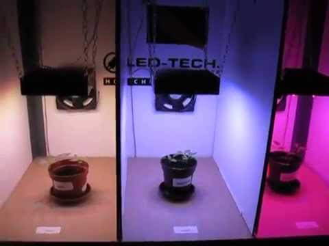 Chilizucht unter LED Licht, ein Experiment in der Growbox