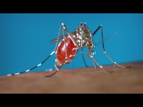 New study links Zika virus to memory loss in adults