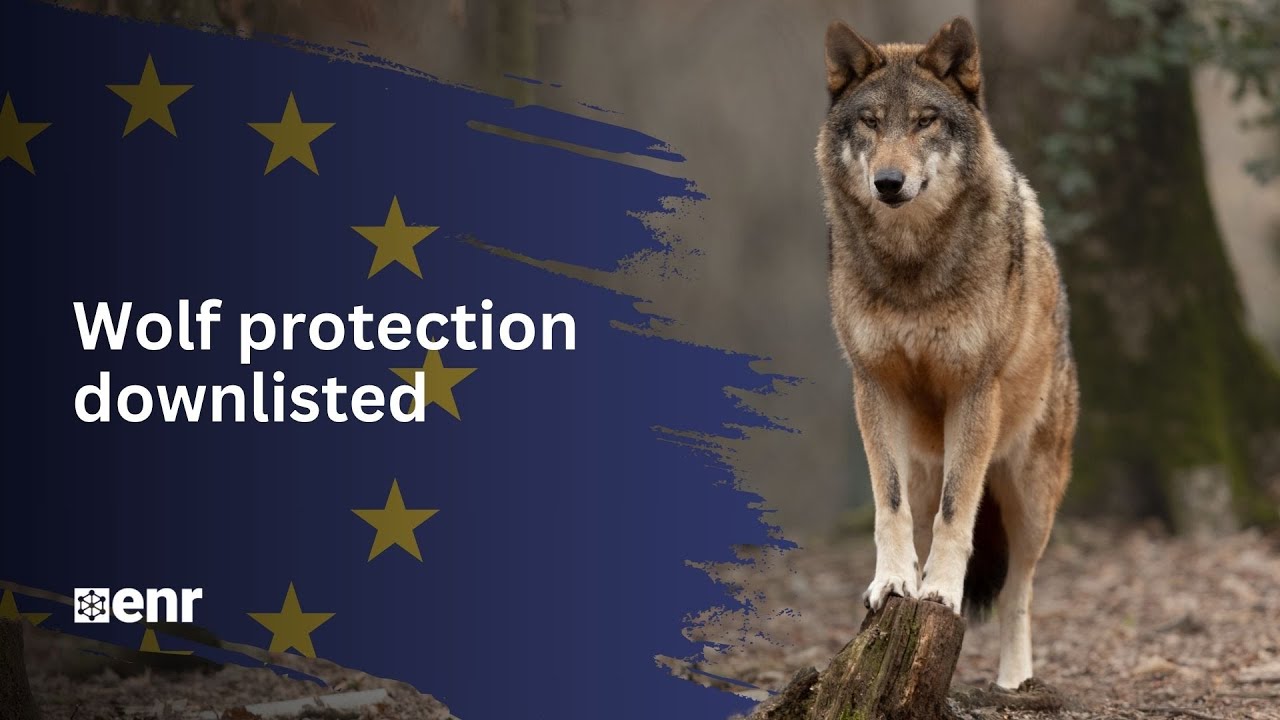 Why will it soon be easier to hunt wolves in the EU?