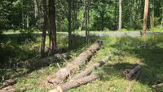 New EGO 1611 chainsaw in action