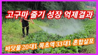 고구마 줄기 성장 억제 결과는? 바닷물20대1 목초액 33대1  혼합살포~