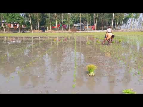 লাইনে ধানের চারা রোপণ কৌশল