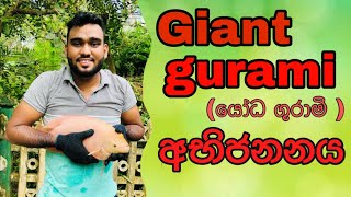 How to Breed Giant Gurami easily in home Sinhala F