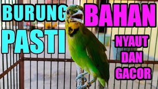 Download lagu pancing CUCAK IJO ombyokan//terbukti cucak ijo ombyokan bahan kuningan jadi ikut bunyi dan gacor mp3 Download lagu pancing CUCAK IJO ombyokan//terbukti cucak ijo ombyokan bahan kuningan jadi ikut bunyi dan gacor mp3