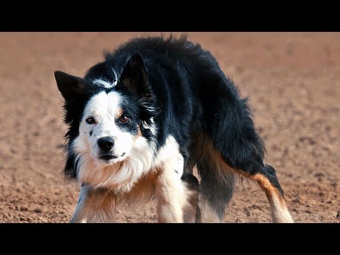 How to train stockdogs with Moura Stock Dogs