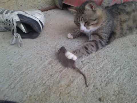 Macja me miun by Daniel sallaku channel #danielsallaku