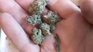 Pink Cookies minis 20% Trulieve