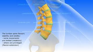 Study of the spinal column. Regions and spinal curves