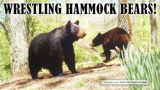 WRESTLING HAMMOCK BEARS!