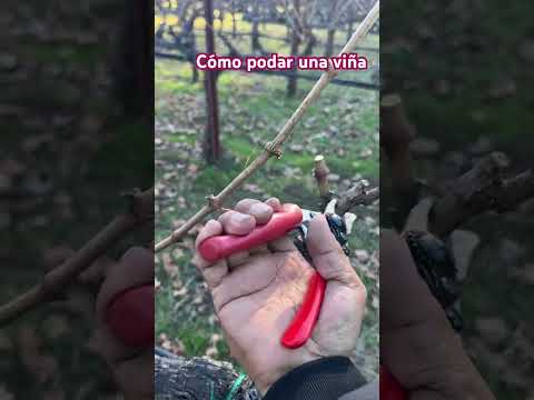 Así es como se debe podar una viña de uva 🍇