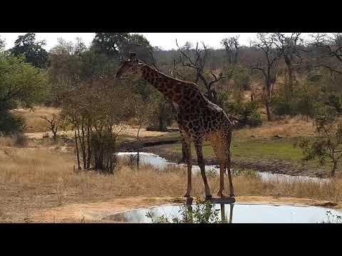 Djuma: Giraffe - 08/13/20